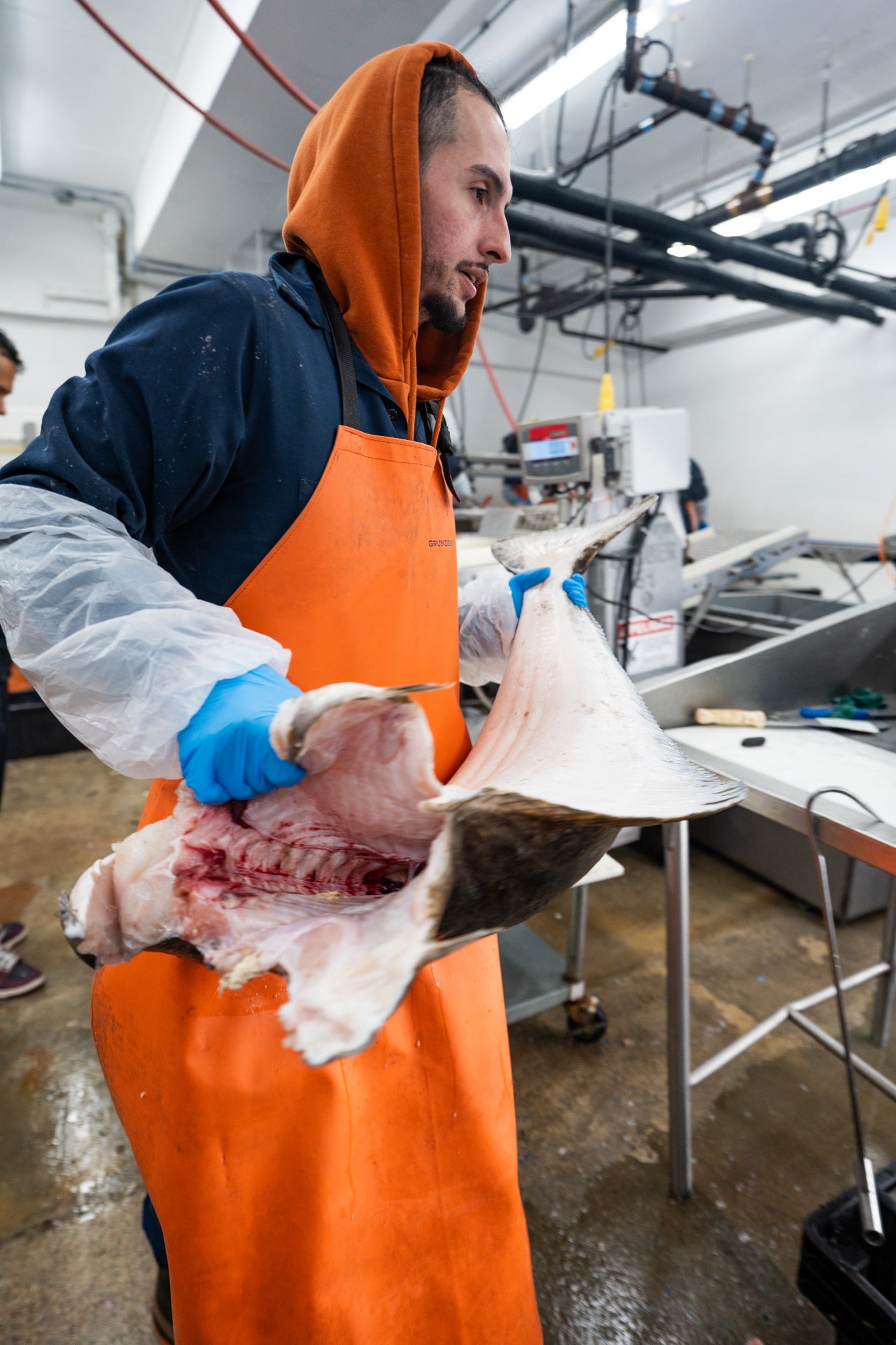 A worker carrying halibut through the processing room