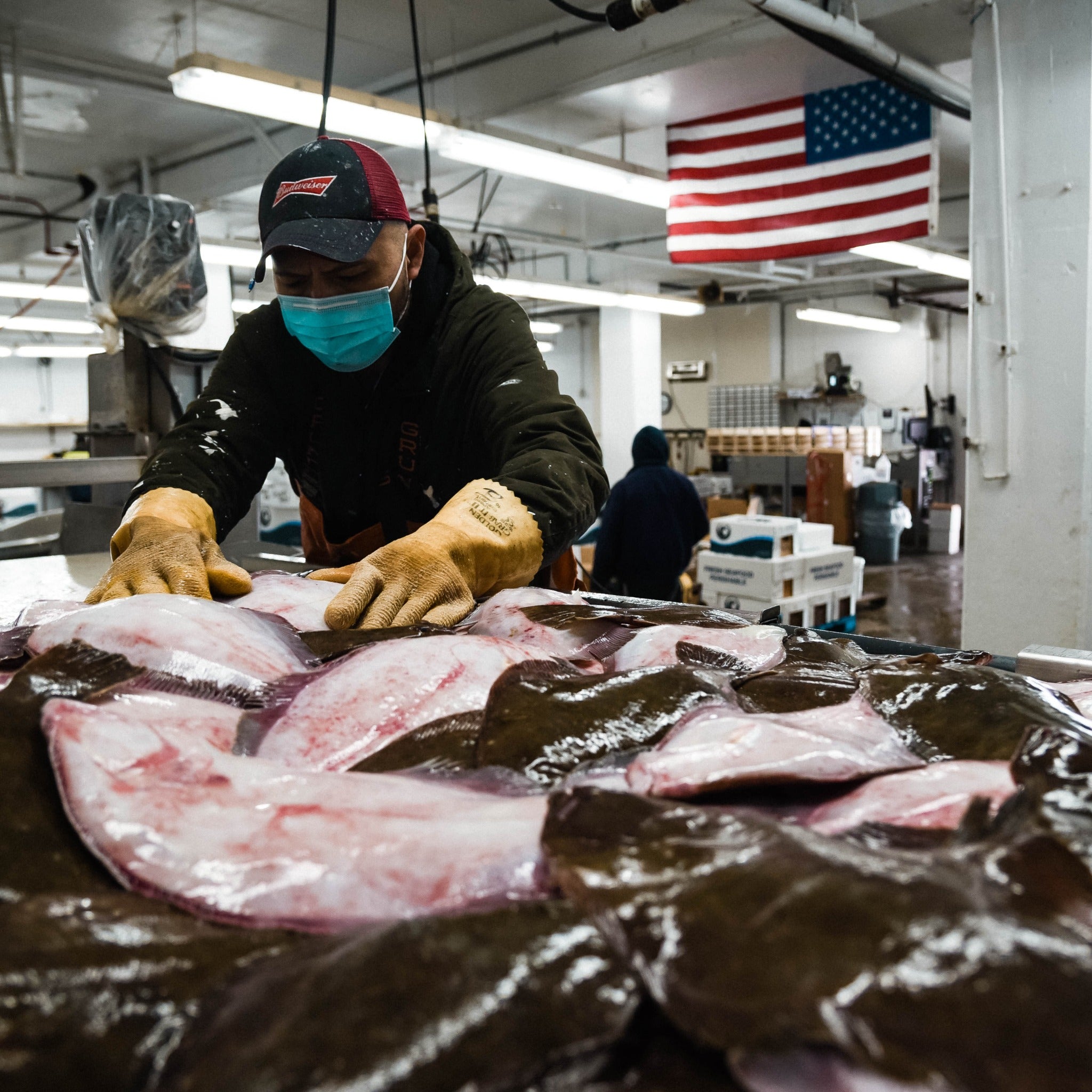 A worker wearing gloves sorting whole fluke at the Boston Fish Pier