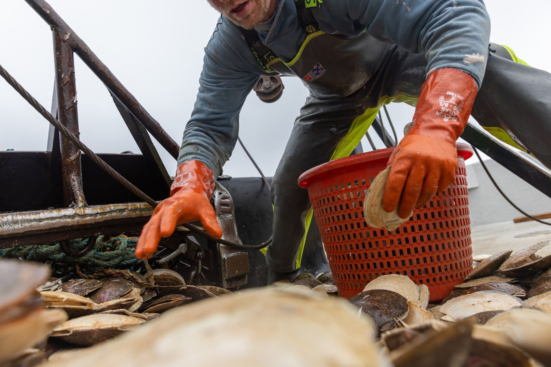 A fisherman in orange gloves gathering scallops aboard a fishing boat