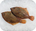 Black Back Flounder 1lb