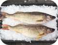 Walleye 1lb