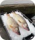 Walleye 1lb
