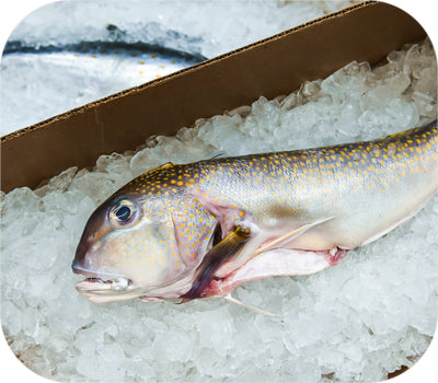 Golden Tilefish Fillet 1lb