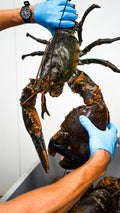 Lobster Meat 8oz