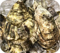 Raw Bar Special