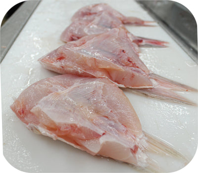 Striped Bass Collar 1lb