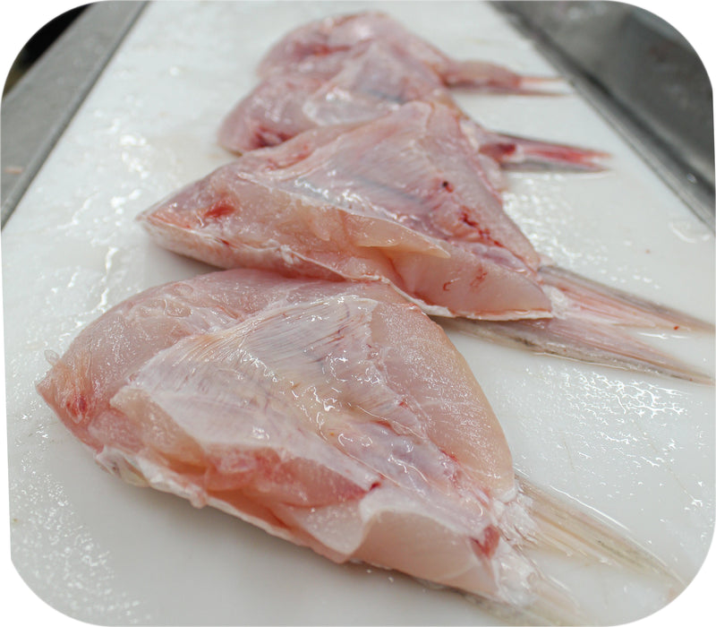 Striped Bass Collar 1lb