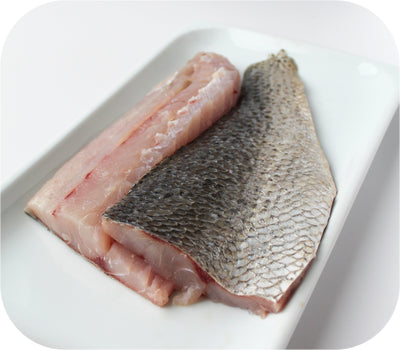 Weakfish / Speckled Sea Trout 1lb