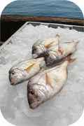 Scup Whole