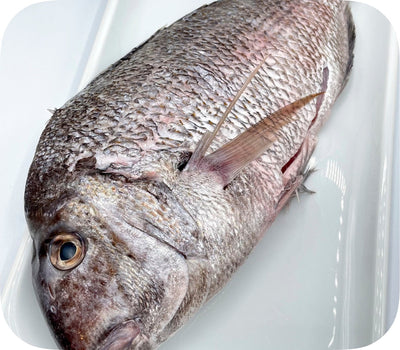 Scup Whole