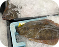 Black Back Flounder 1lb