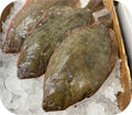 Black Back Flounder 1lb