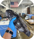 Tautog / Blackfish 1lb