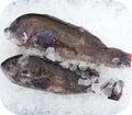 Tautog / Blackfish 1lb
