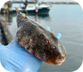 Blowfish Tails 1lb