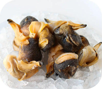 Conch Meat (Cooked) White Fish
