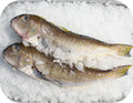 Golden Tilefish Fillet 1lb