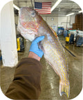 Golden Tilefish Fillet 1lb
