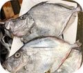 John Dory 1lb