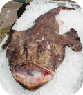 Monkfish Cheeks 1lb