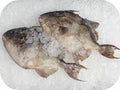 Triggerfish - New England 1lb