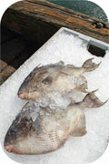 Triggerfish - New England 1lb