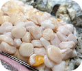 Sea Scallops - Dry Packed 1lb