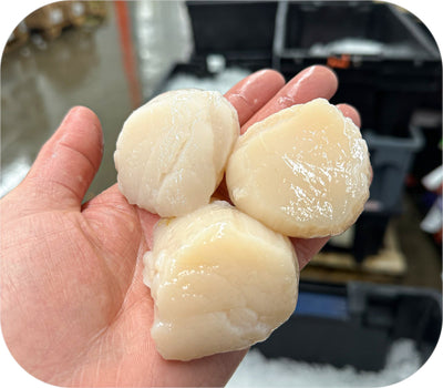 U10 Sea Scallops - Dry Packed 1lb