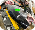 Bluefin Tuna Loin 1lb