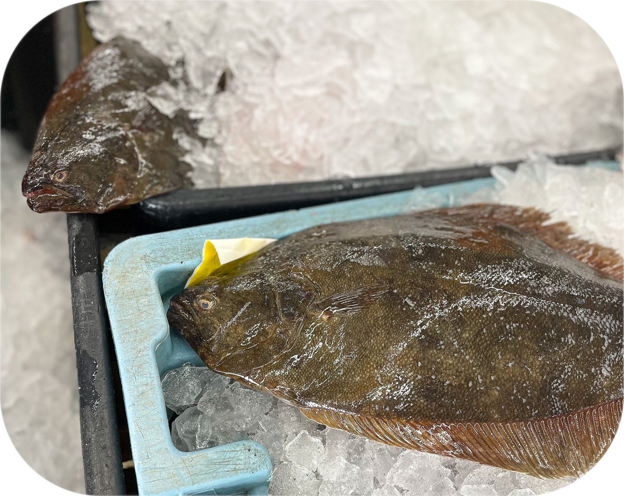 Whole black back flounder resting on ice