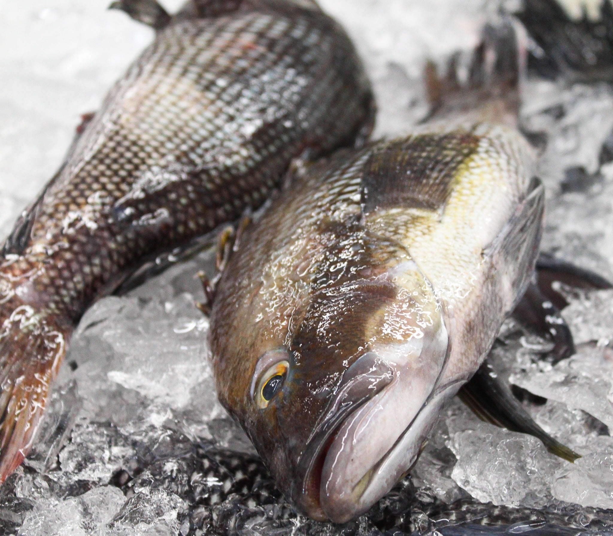 Whole black sea bass on crushed ice