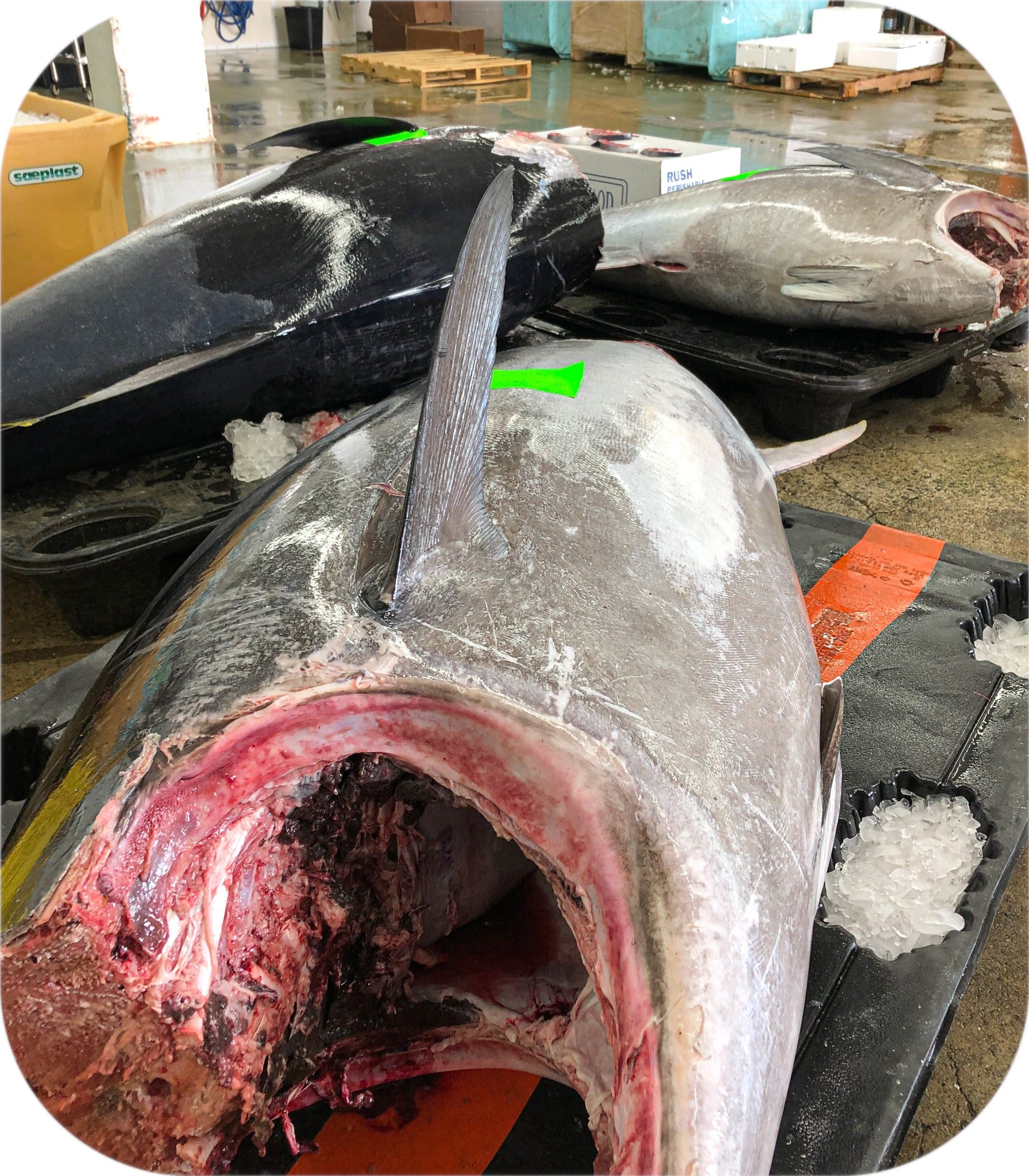 Large bluefin tuna being handled at the seafood facility