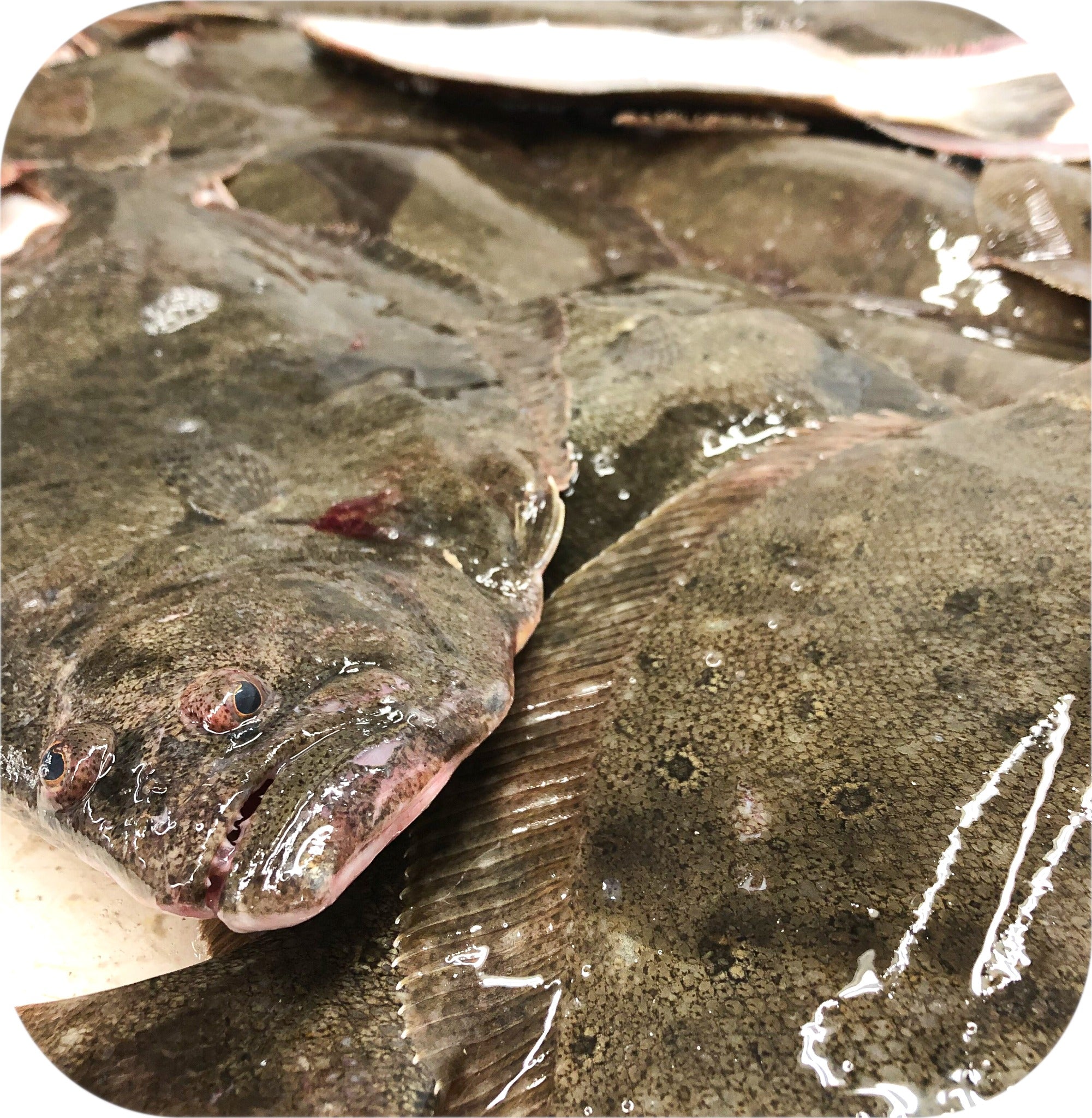 Whole fluke before processing