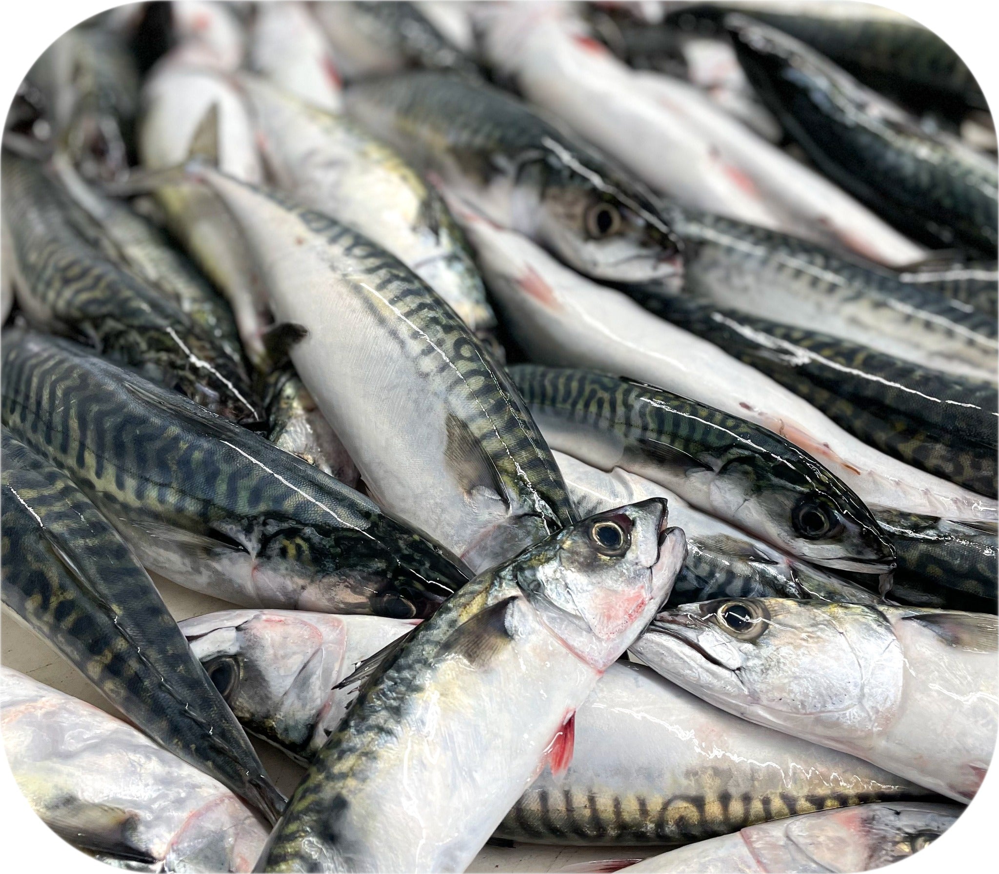 A close-up of a catch of whole mackerel