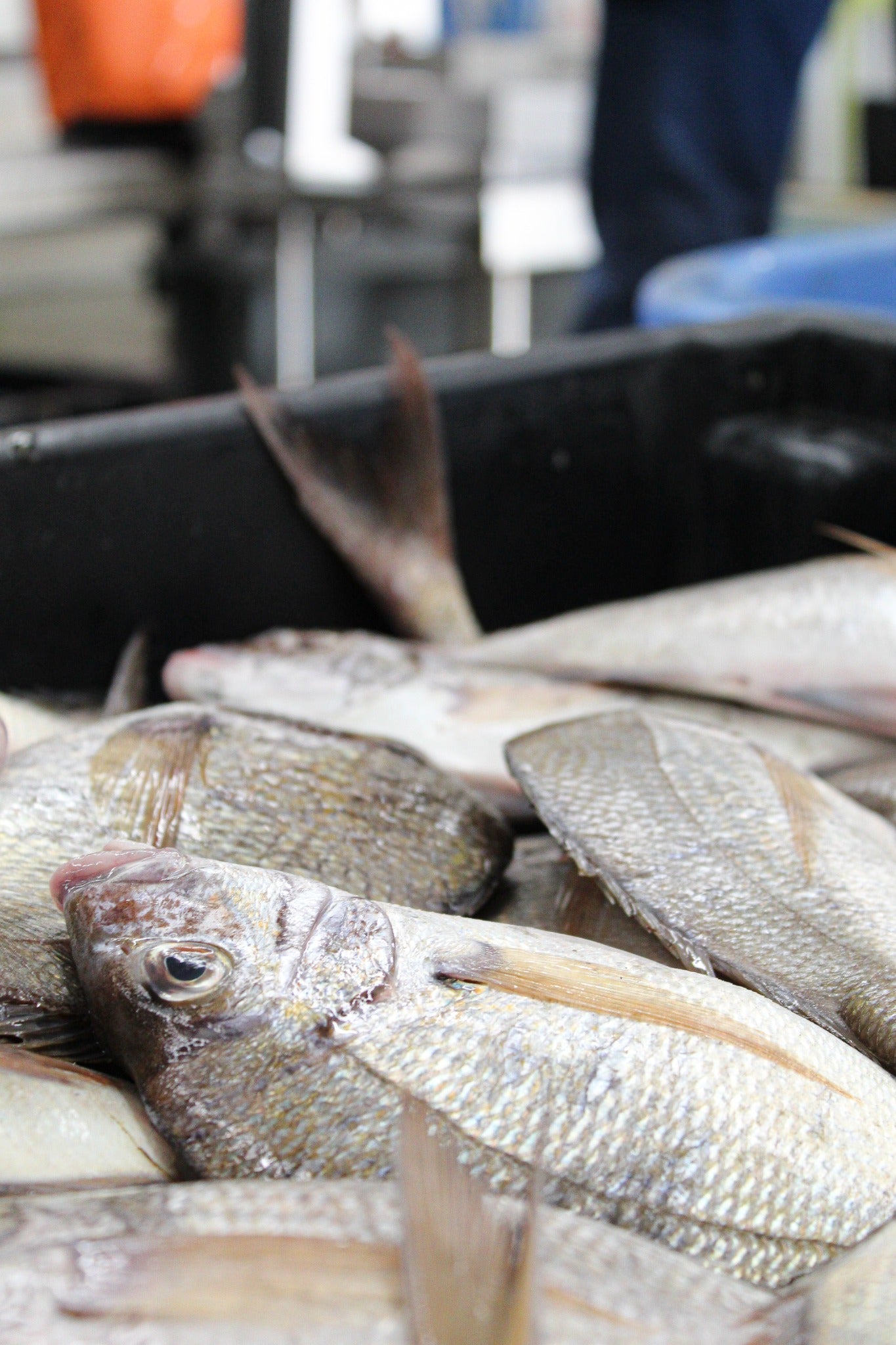 Whole scup gathered at the seafood facility