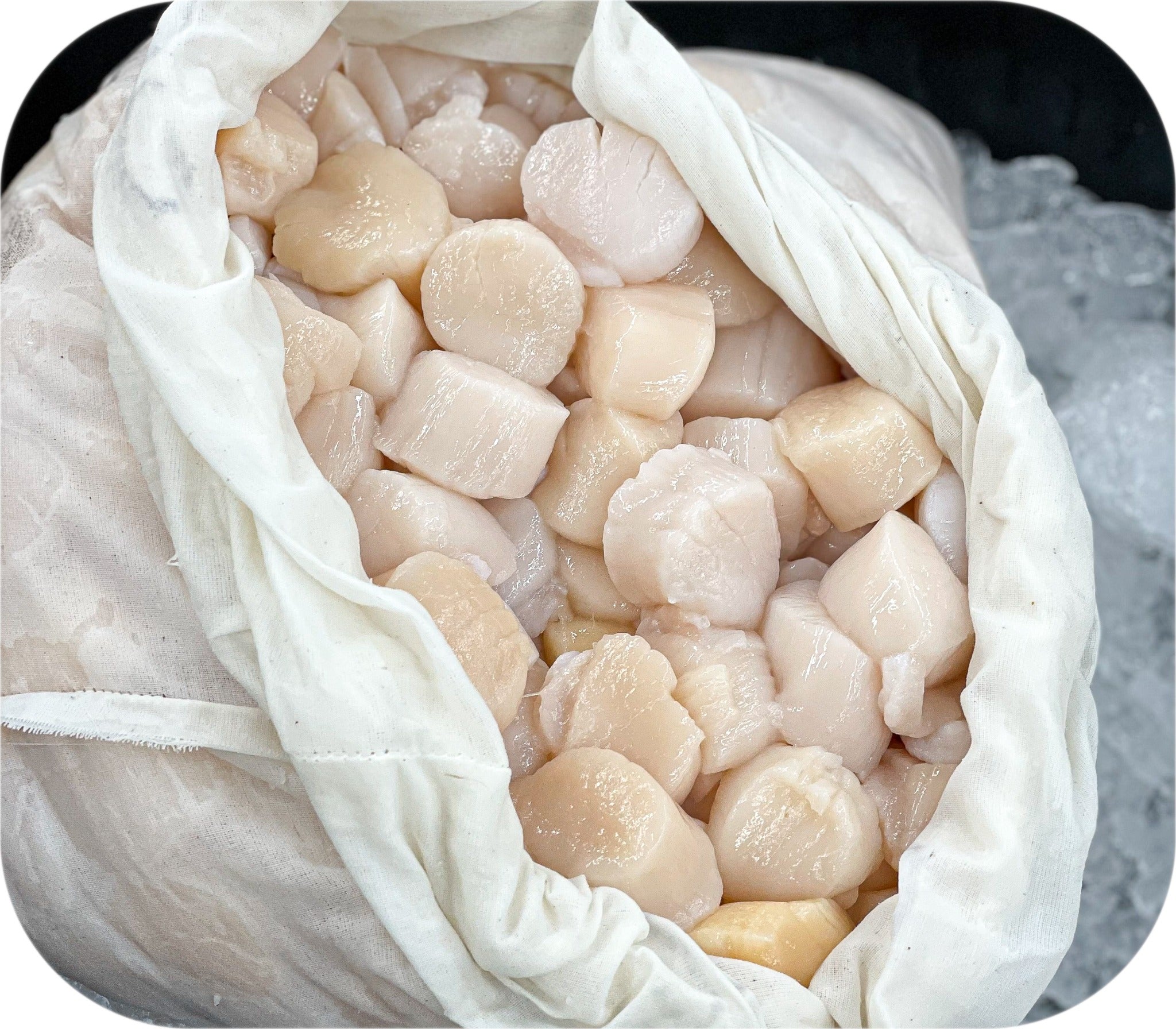 A cloth-lined container filled with scallop meat on ice