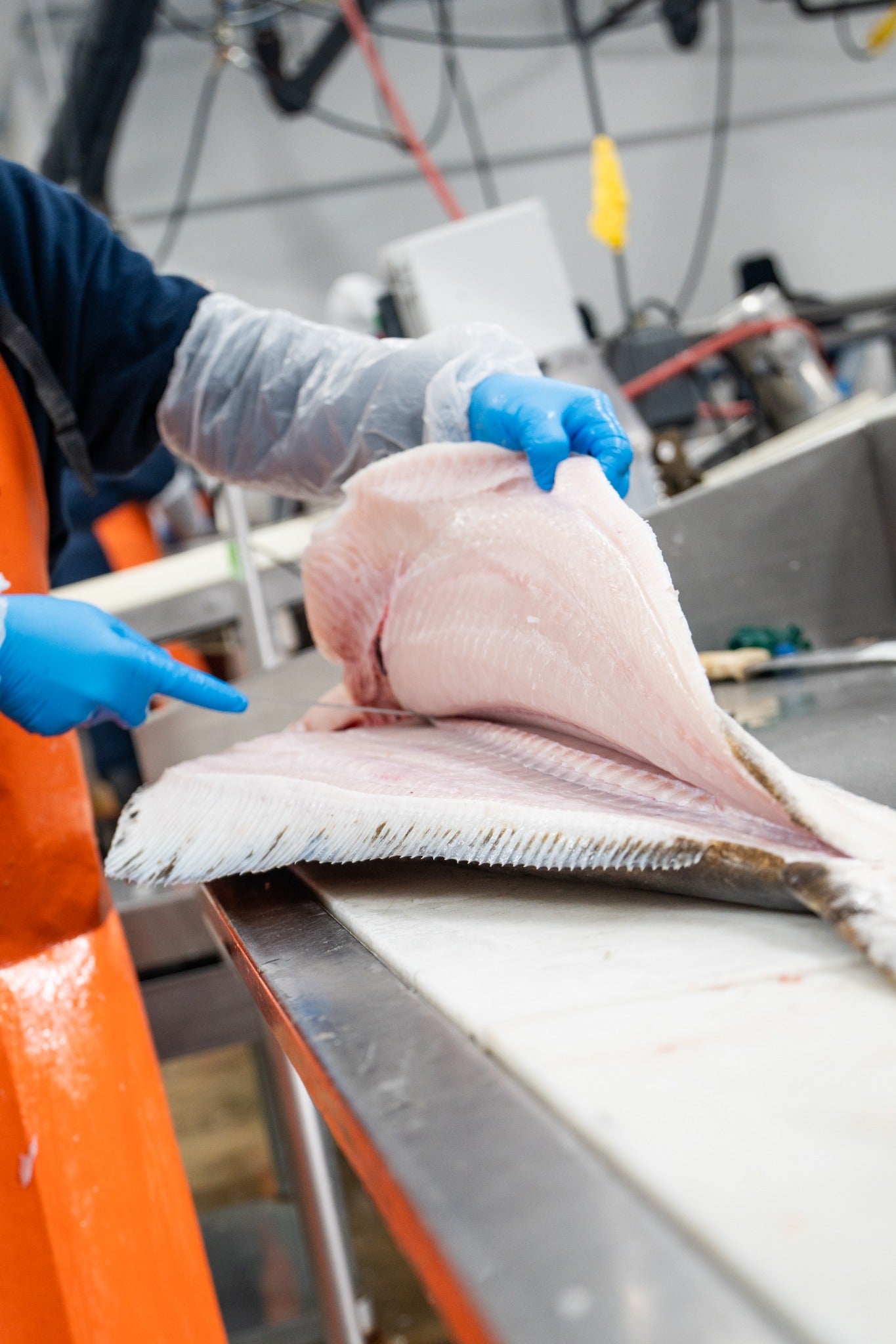 A gloved worker cutting a fillet from halibut