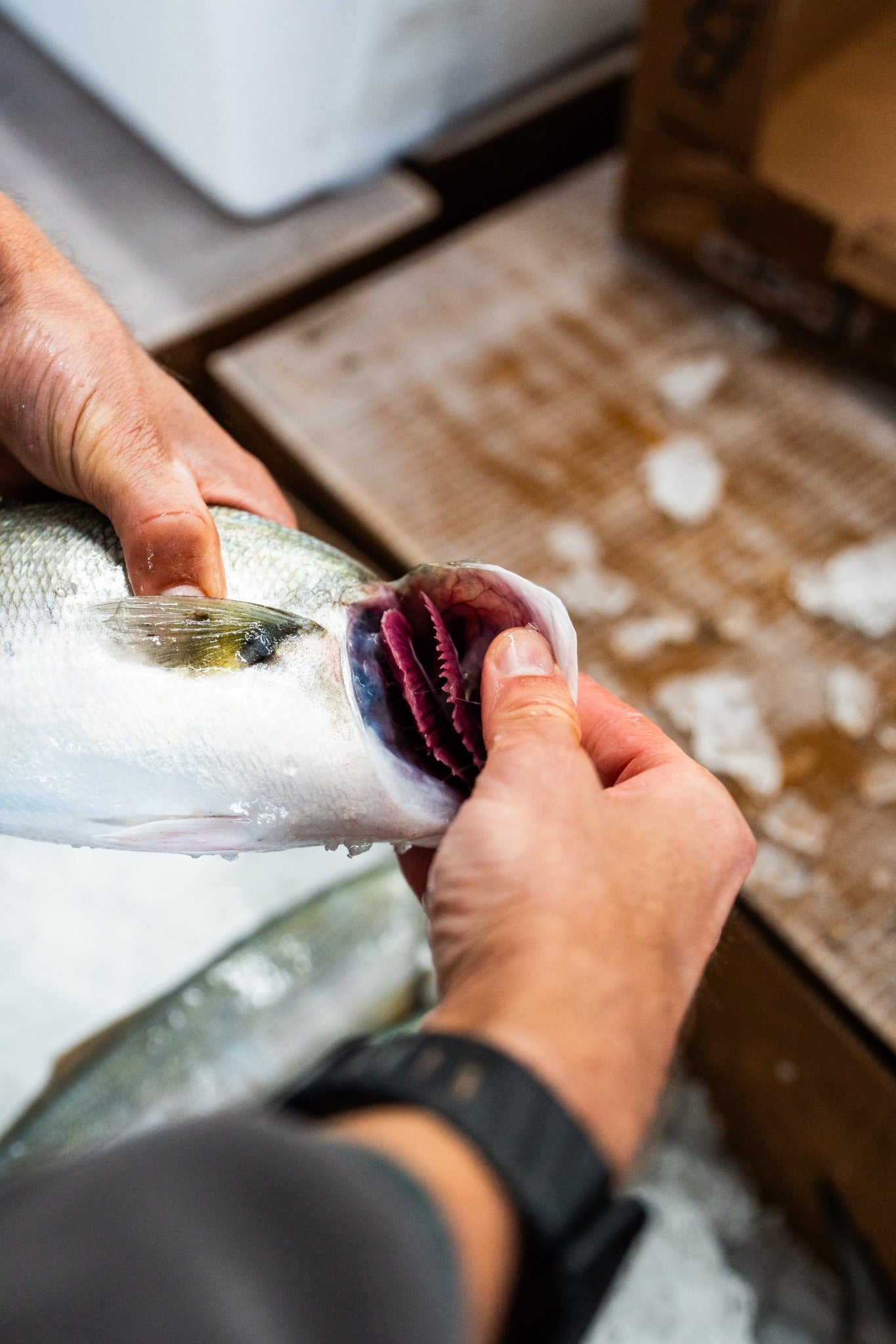 Hands opening a fish’s gill cover during inspection