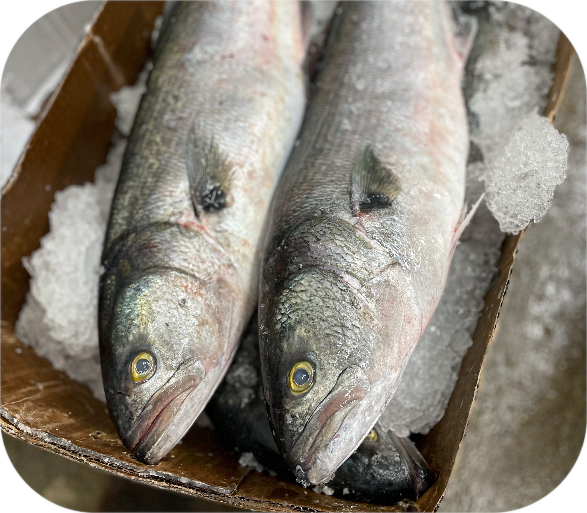 Bluefish from Red’s Best’s catch photo collection