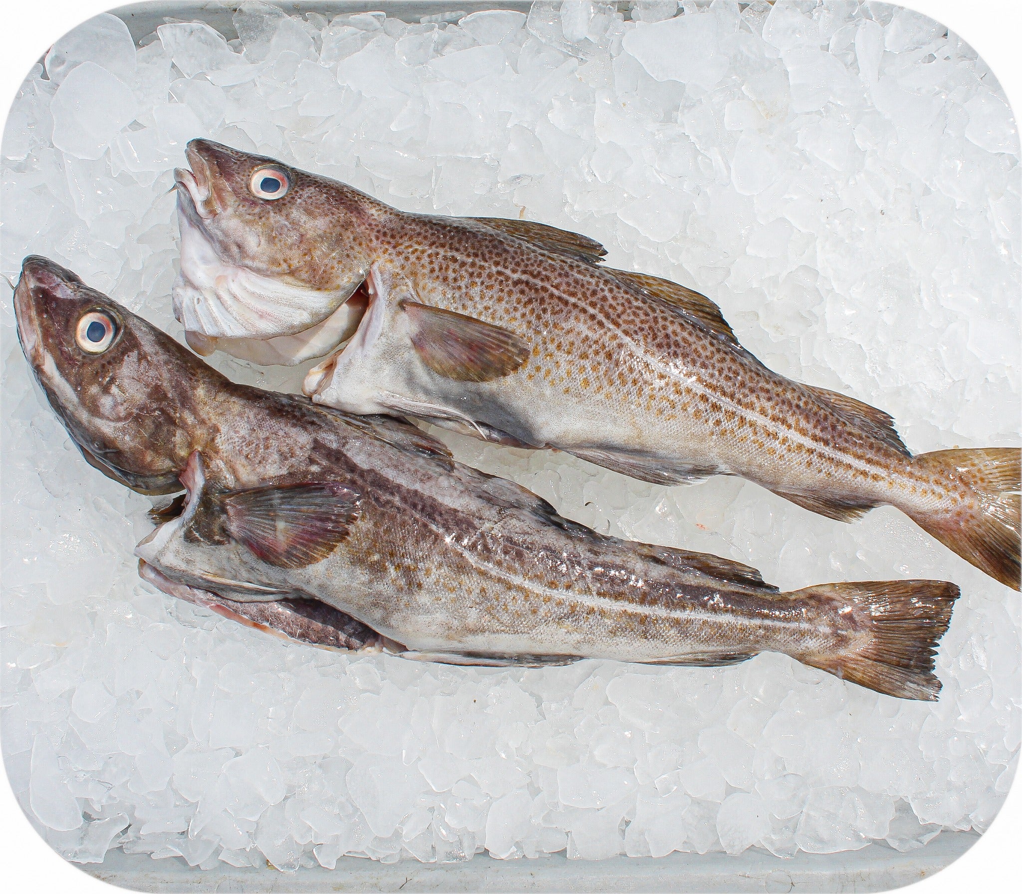 Cod from Red’s Best’s catch photo collection