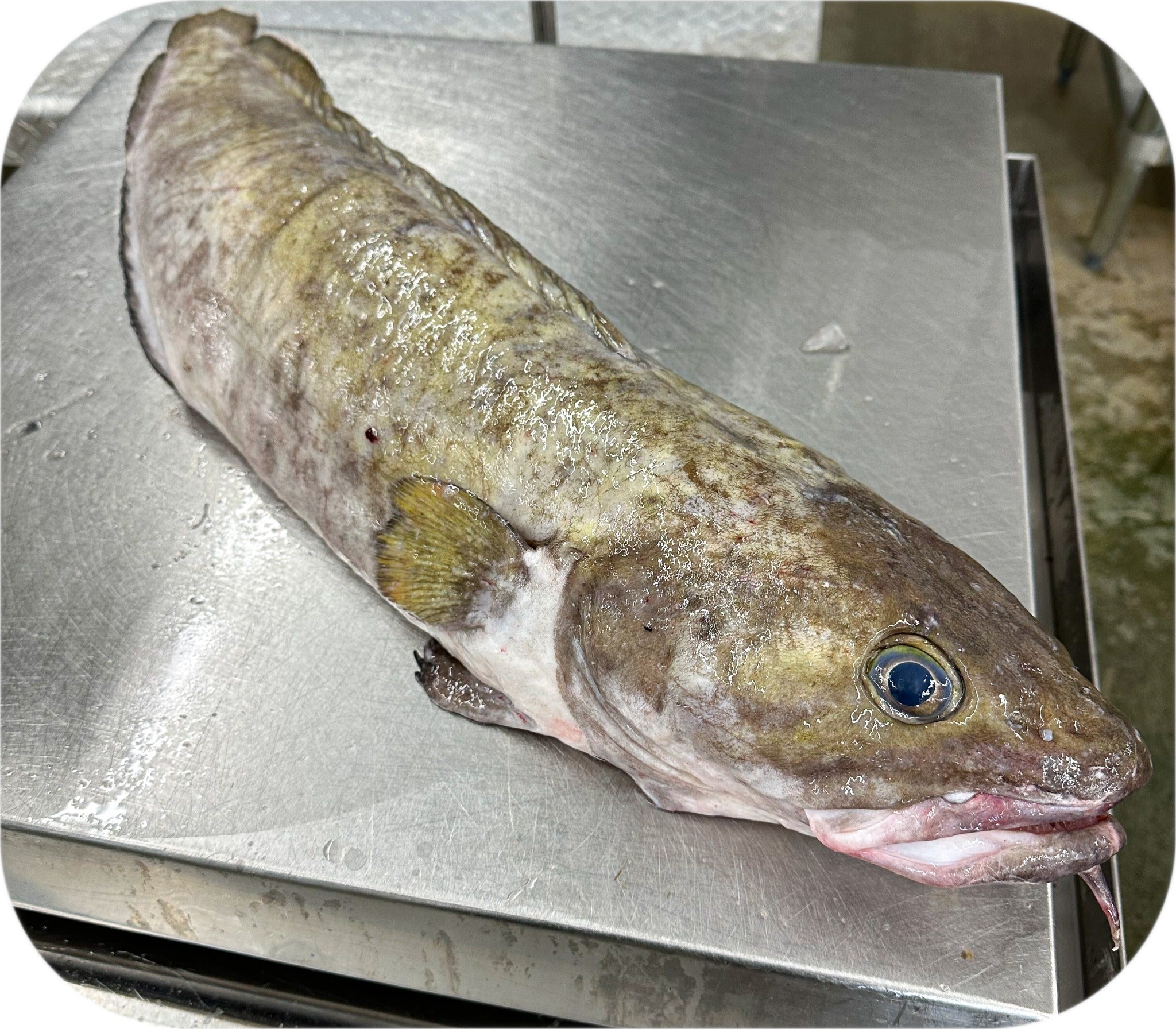 Cusk from Red’s Best’s catch photo collection