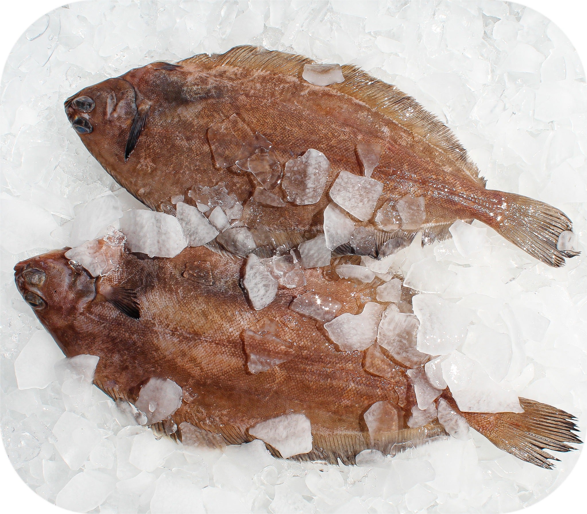 Grey Sole from Red’s Best’s catch photo collection