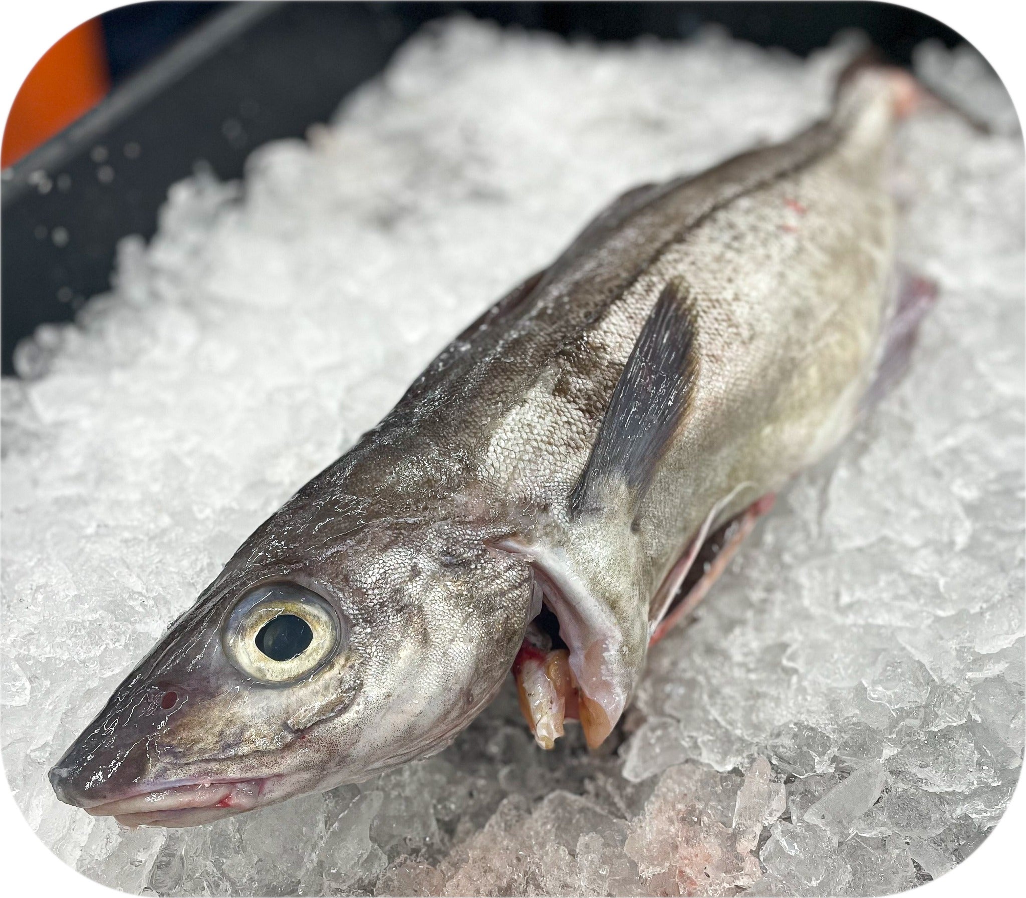 Haddock from Red’s Best’s catch photo collection