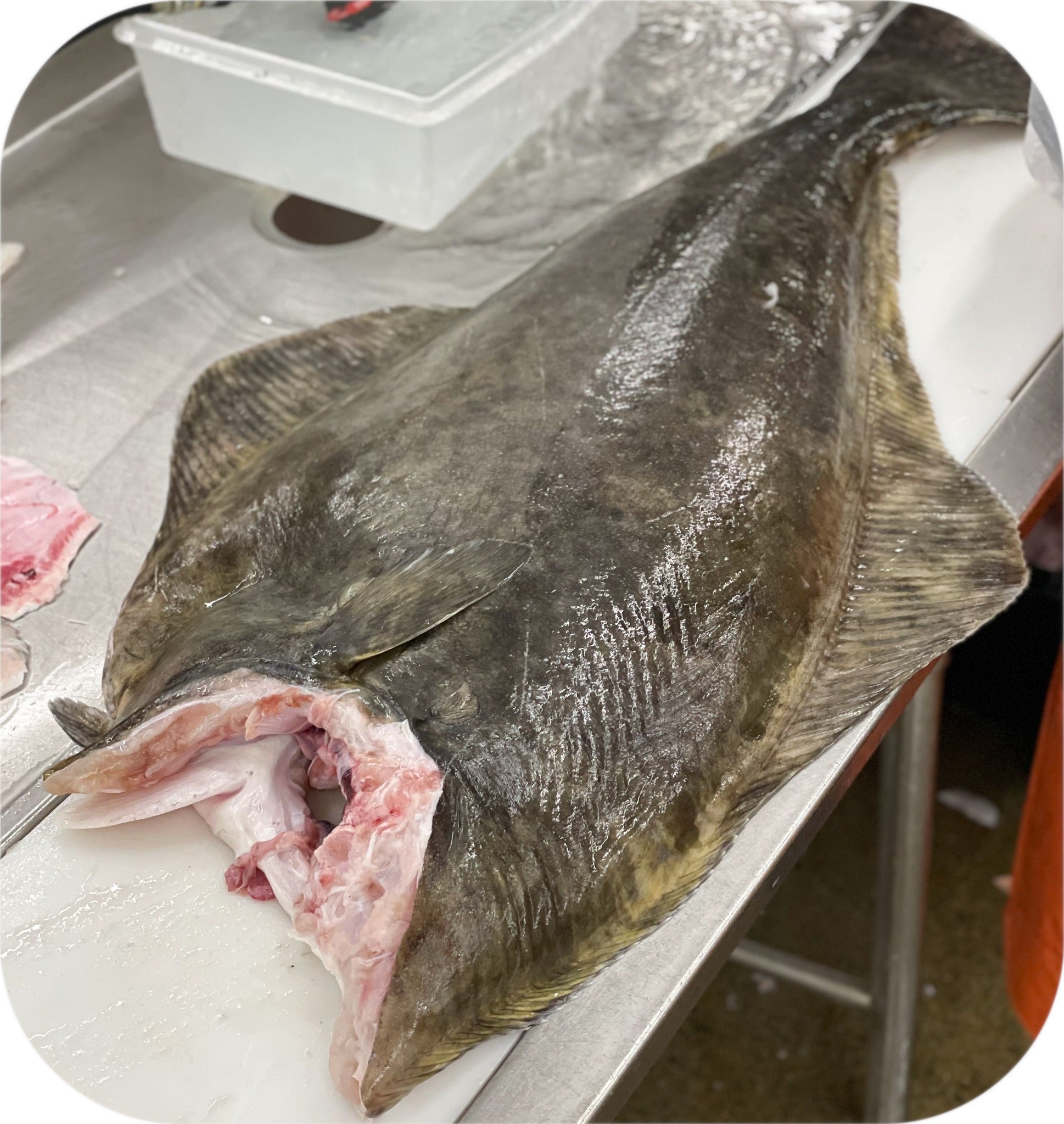 Halibut from Red’s Best’s catch photo collection