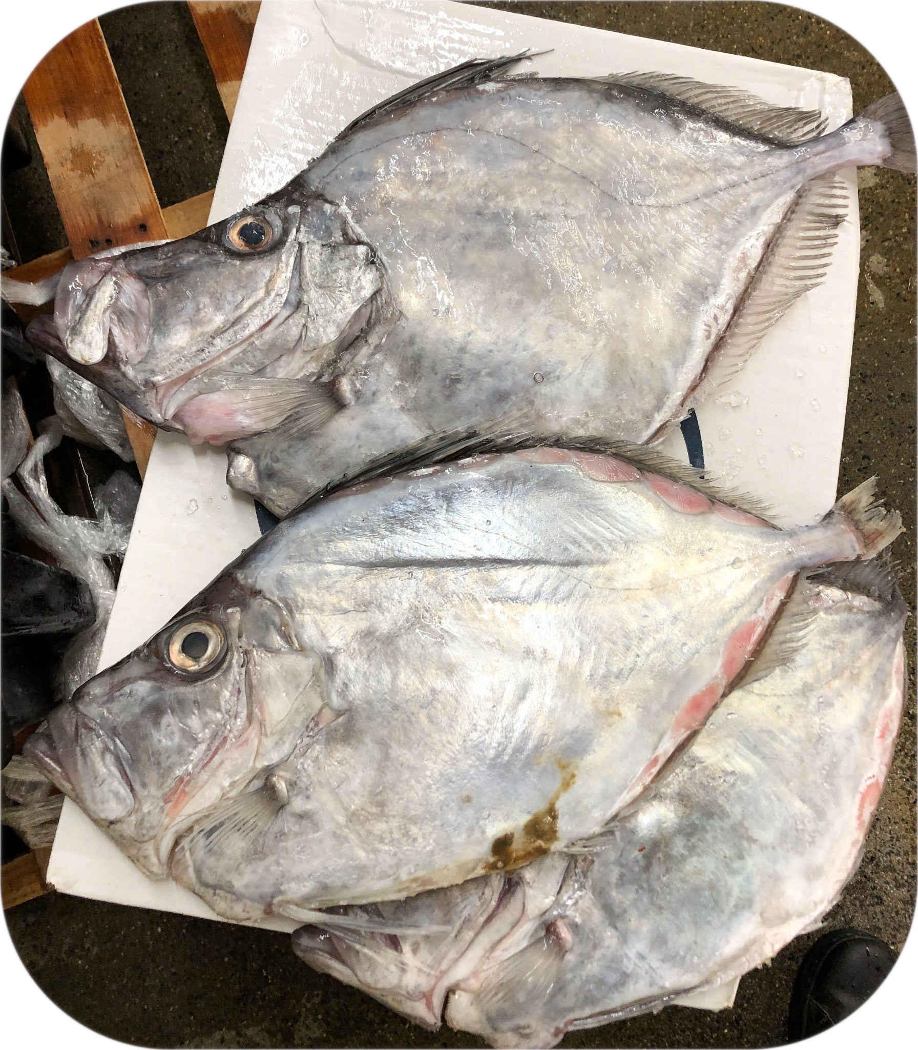 John Dory from Red’s Best’s catch photo collection