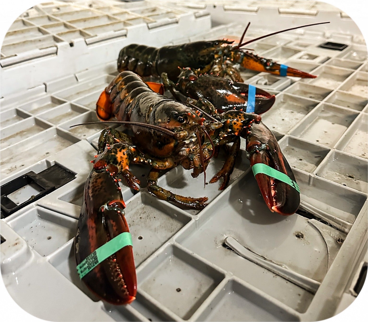 Lobsters from Red’s Best’s catch photo collection