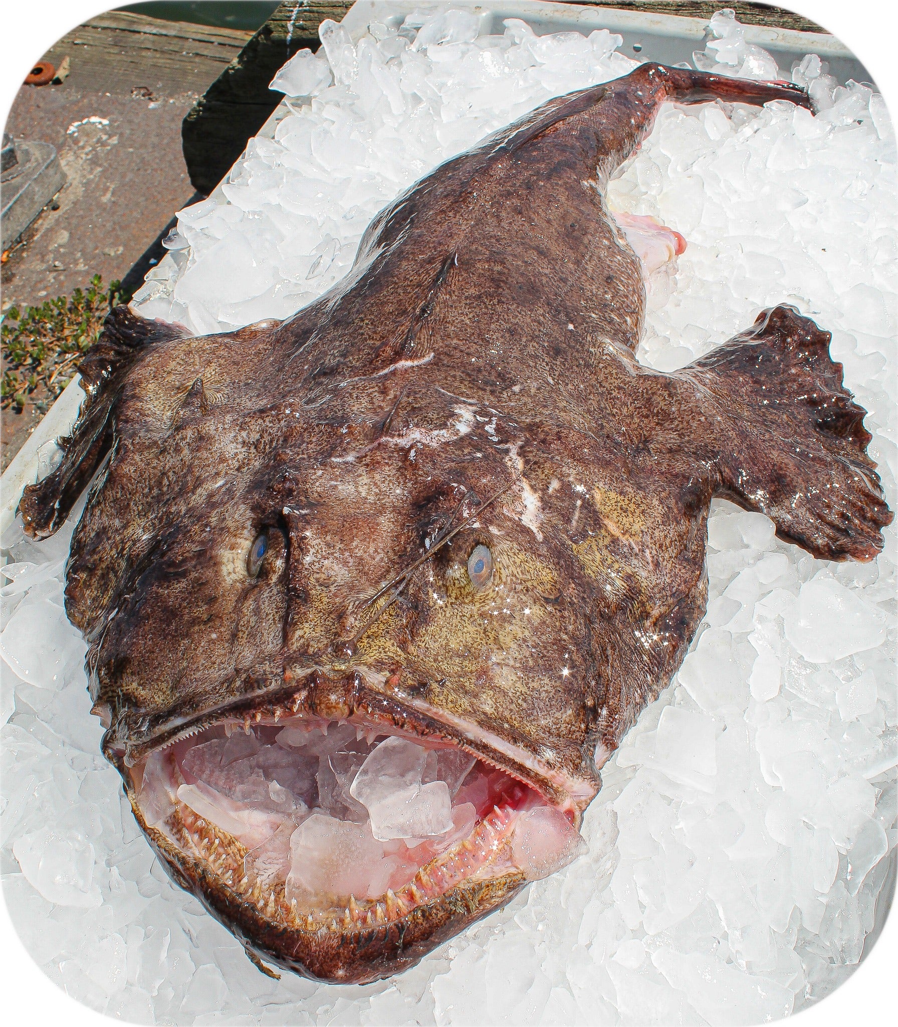 Monkfish from Red’s Best’s catch photo collection