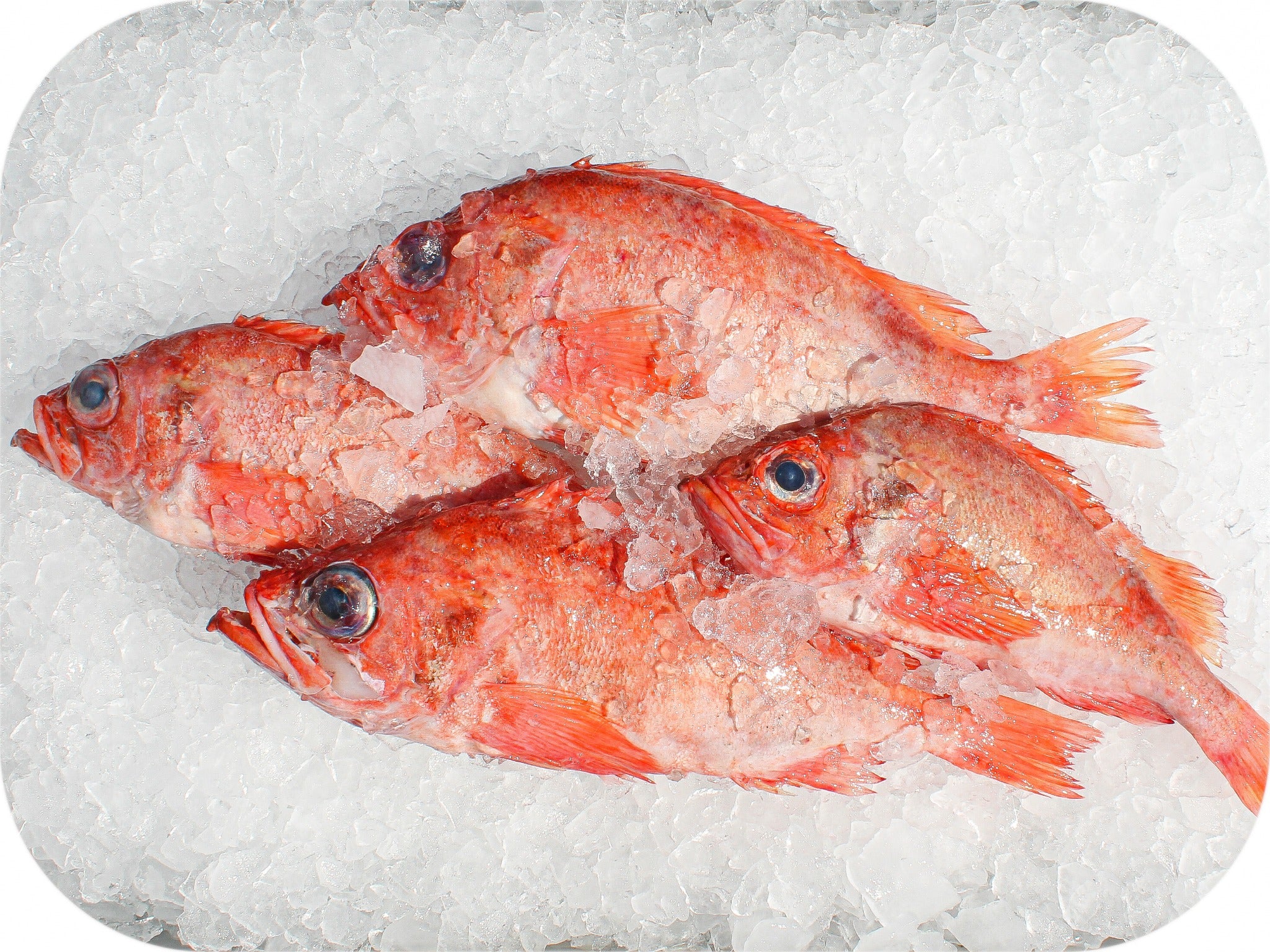 Redfish from Red’s Best’s catch photo collection