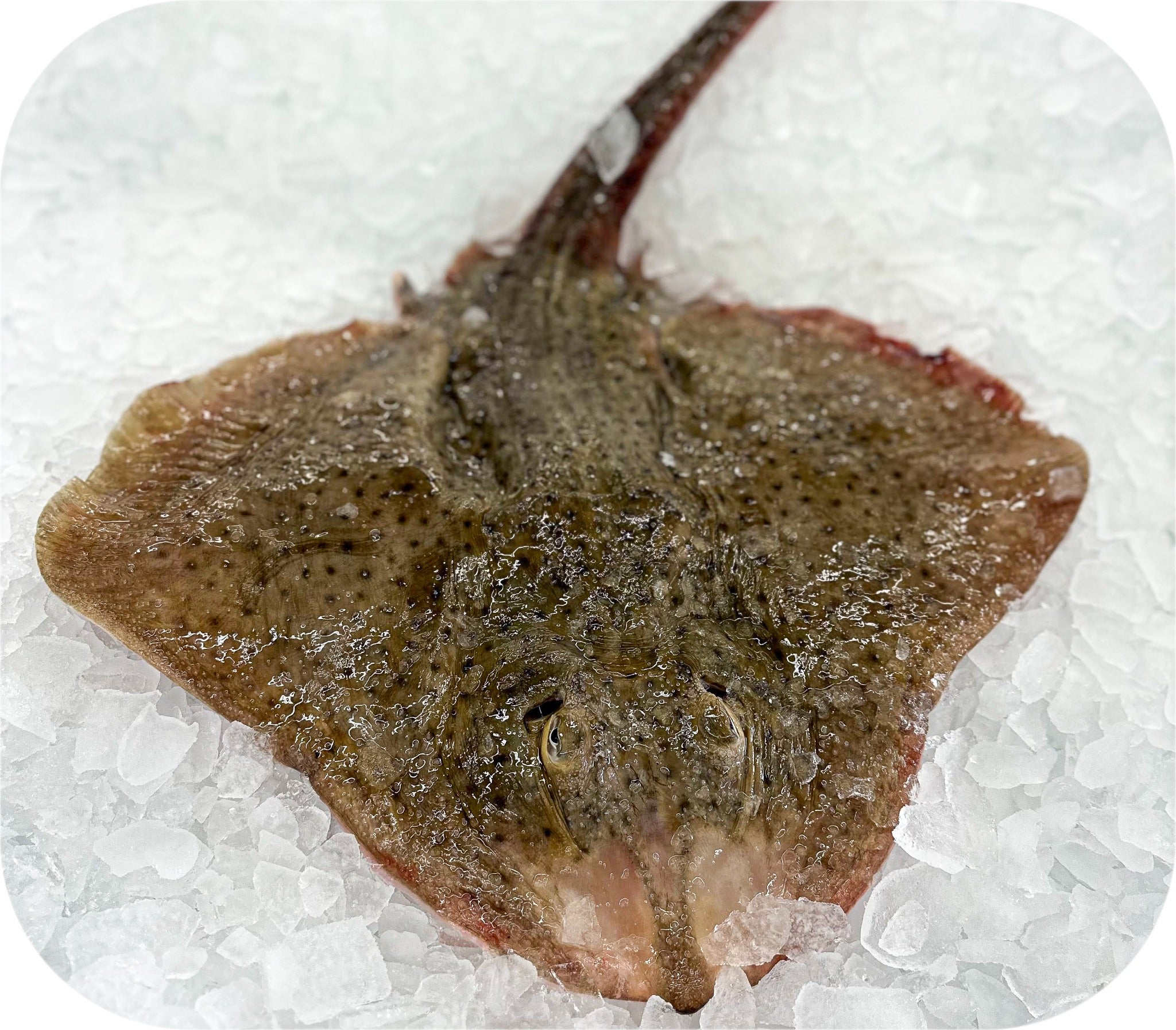 Skate from Red’s Best’s catch photo collection