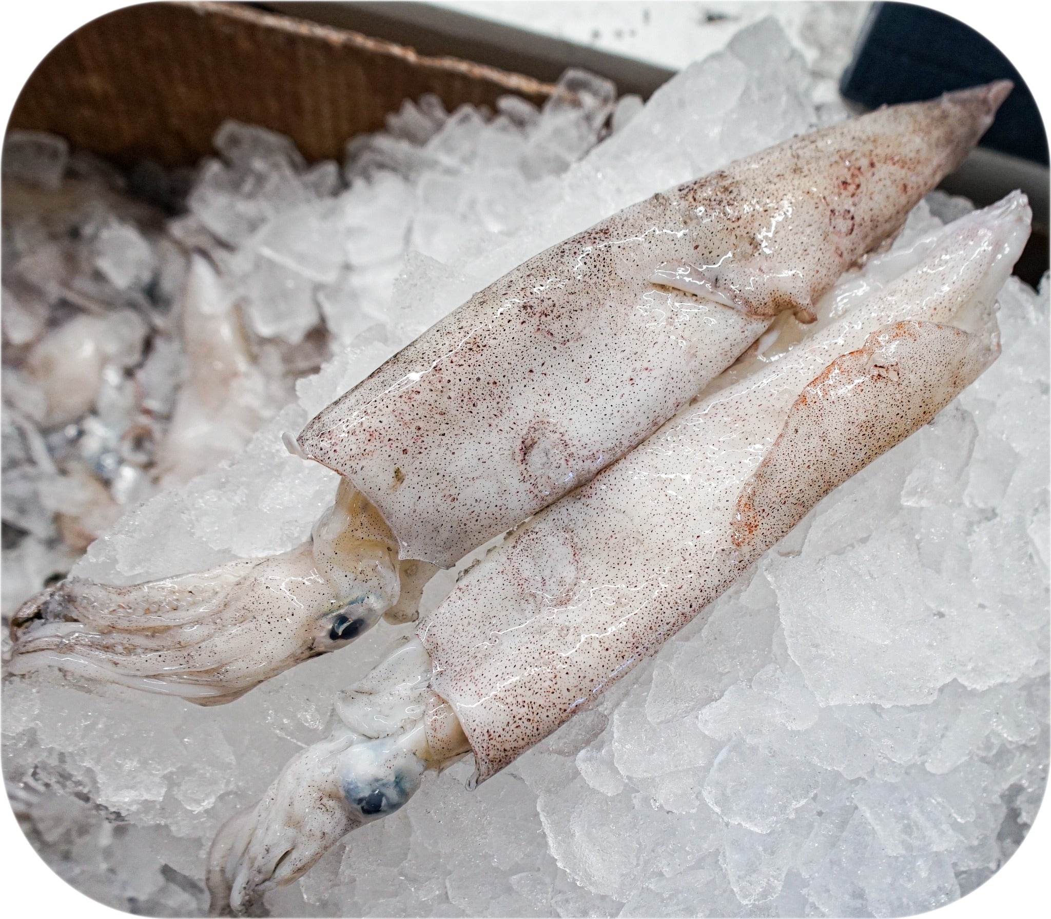 Squid from Red’s Best’s catch photo collection